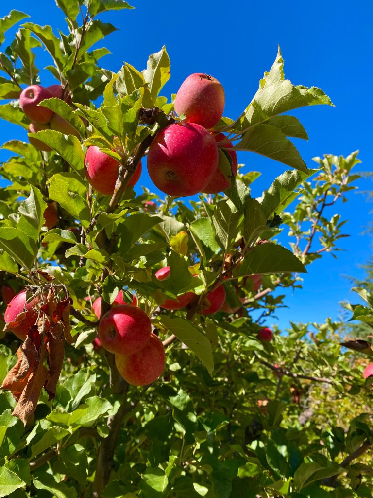 Rome apples at apple farm in Oak Glen, California